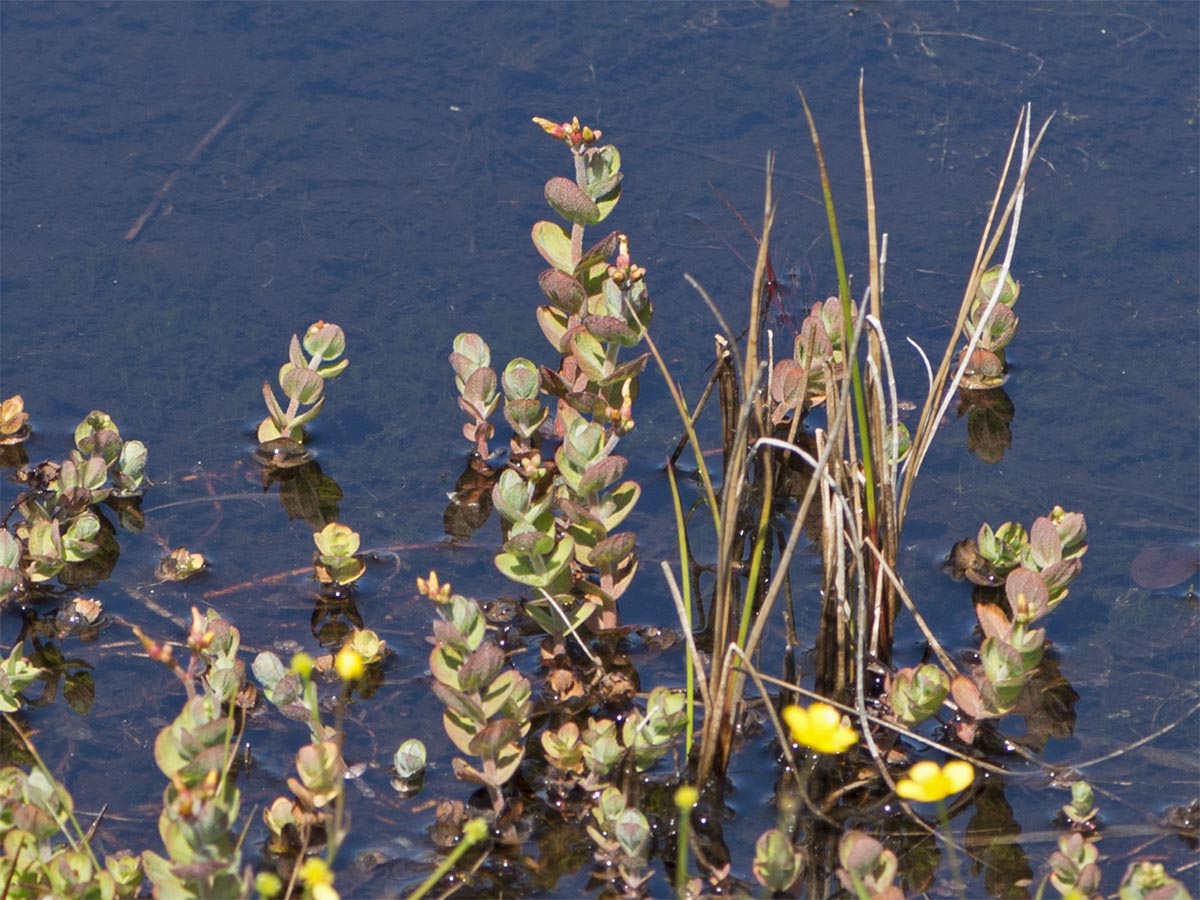 Hypericum elodes